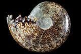 Polished, Agatized Ammonite (Cleoniceras) - Madagascar #97357-1